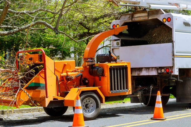 How Our Tree Care Process Works  in Cross Mountain, TX